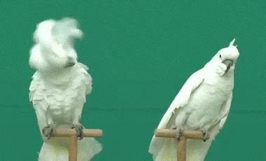 funny bird gif